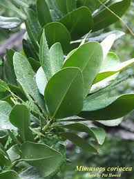 Image result for Mimusops