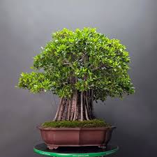 Image result for Premna mooiensis
