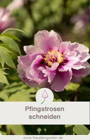 Mit ihren prachtvollen blüten verzaubern sie jeden garten. Pfingstrosen Paonien Schneiden Wann Und Wie Pfingstrosen Garten Pfingstrosen Straucher Pflanzen