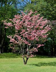 It's a wide spreading mounded tree. Pink Flowering Dogwood Trees For Sale Old House Trees