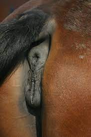 Jans mares porn