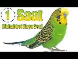 Budgerigar Voice 1 Hour Youtube