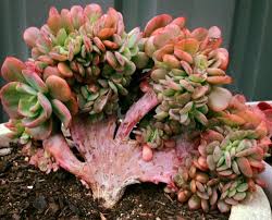 Normally would be shaped like a column. Echeveria Briar Rose Crested By Belinda Jane Seery Succulents Echeveria Planting Succulents