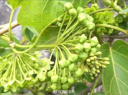 Image result for Marsdenia dregea