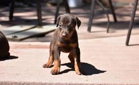 The doberman pinscher is an intelligent capable guardian, ever on the alert and ready to protect its family or home. Doberman Pinscher Puppies For Sale Bushbuckridge Doberman Pinscher Puppies Dog Breeders Gallery