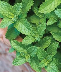 Learn About Mint