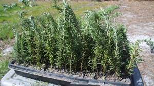 A rosemary stem cutting will reach a usable size in just a few months, so you will be able to harvest rosemary sooner. How To Grow Rosemary From Cuttings Youtube