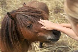 Am auzit ca in jur de 100.e adevarat ? Poneiul Ferma Animalelor