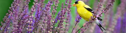 Use these flowers that attract hummingbirds to create an amazing hummingbird habitat in your backyard. Attract Birds Perennial Plants That Attract Birds American Meadows