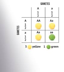 Cannabis Genetics 101 Stabilising A Strain Sensi Seeds Blog