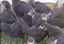 It is the largest purebred chicken in the us and probably the world! Jersey Giants