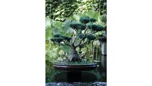 (such as south florida.) when i lived in south florida there were occasional freezes. How To Care For Your Bonsai Catawiki