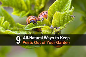 How to get rid of aphids. 9 All Natural Ways To Keep Pests Out Of Your Garden
