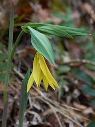 Image result for Humularia