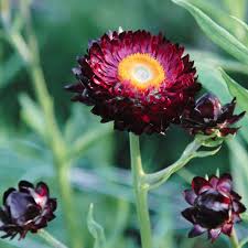 Image result for Helichrysum brassii