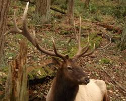 Image of Roosevelt Elk