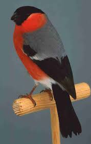 Beautiful Birds Different Birds Bird Pictures