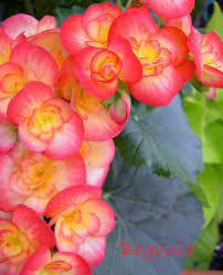 Begonia Care Tips Tuberous Begonia Hybrids