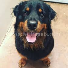 Golden Retriever Rottweiler Karisimi Veterinerler Tarafindan Gozden Gecirildi Karma Cins Kopekler