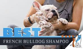 Comita had to cook specialty items for louise. French Bulldog Shampoo Our 5 Picks For The Best Shampoo For French Bulldogs