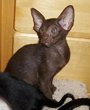 They love to entertain and do well in families with children or. Oriental Shorthair Wikipedia
