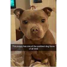 Animals Memes On Instagram Follow Animals Hilarious For More Animals Memes Old Soul With Images Cute Baby Animals Baby Animals Funny Cute Animals