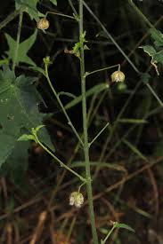 Image result for Hibiscus migeodii