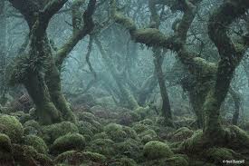 Wistman S Woods Dartmouth Mystical Forest Ancient Forest Magical Forest