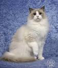 Ragdoll Kittens For Sale by Reputable Breeders | Pets4You