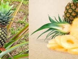 They usually present many complaints of somatic nature. Pineapple Production Guide