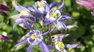 オダマキの特徴と育て方 花壇や鉢植えのアクセントにおすすめの草花です