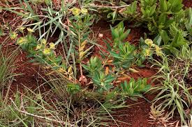 Image result for Euphorbia depauperata