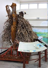 Jackson bottom wetlands preserve, hillsboro: Visit Jackson Bottom Wetlands Preserve City Of Hillsboro Or