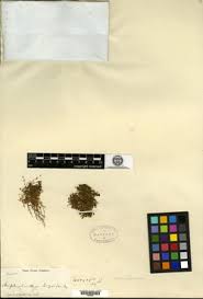 Image result for Stemodiopsis buchananii