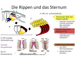 We did not find results for: 29 Entwicklung Der Wirbelsaule Und Des Rumpfes Ppt Herunterladen