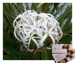 Image result for Crinum aurantiacum