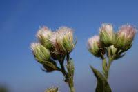 Image result for Eschenbachia