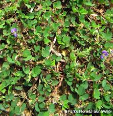 Image result for Grona triflora