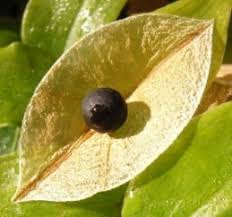 Image result for Cardiospermum grandiflorum