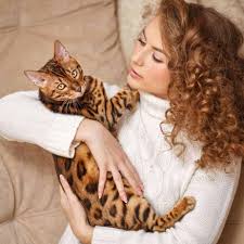 Several factors affect this price, including the kitten's traits, what the breeder includes with. The Bengal Cat Wild Or Mild Life Cats