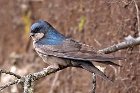 Image result for Nidorella burundiensis