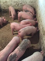 Cabine de dus cumparati la cele mai mici preturi. Porci De Vanzare Giurgiu