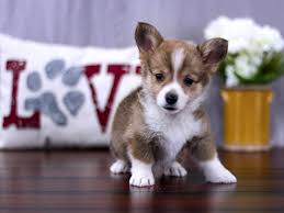 If you like what you see, be sure to inquire us today! Visit Our Pembroke Welsh Corgi Puppies For Sale Near Delaware Ohio