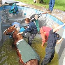 Horse rescued from swimming pool
