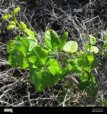 Image result for Cynanchum obtusifolium