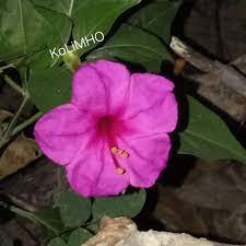 My Entertainment Rocks Colorful Sandhya Malati Evening Flower Flowers Flowers Photography Color