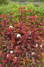 High quality ninebark shrubs grown and packaged by professionally trained plant lovers. Physocarpus Opulifolius Diable D Or Mindia Pbr Ninebark Shrubs Late Summer Flowers Ninebark Shrub