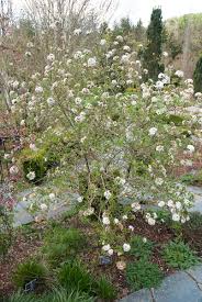 Das perlkörbchen 'silberregen' erweist sich insgesamt als anspruchslos. Viburnum X Burkwoodii Anne Russell Rhs Rosemoor Good Scent Tuin Voortuin Planten
