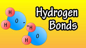 How many sites hydrogen bond will depend on temperature and water activity. Hydrogen Bonds What Are Hydrogen Bonds How Do Hydrogen Bonds Form Youtube