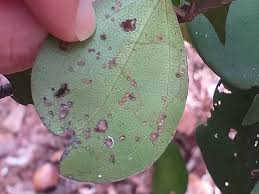 Image result for Strychnos henningsii